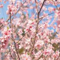 【バラが楽しめる★】神代植物公園