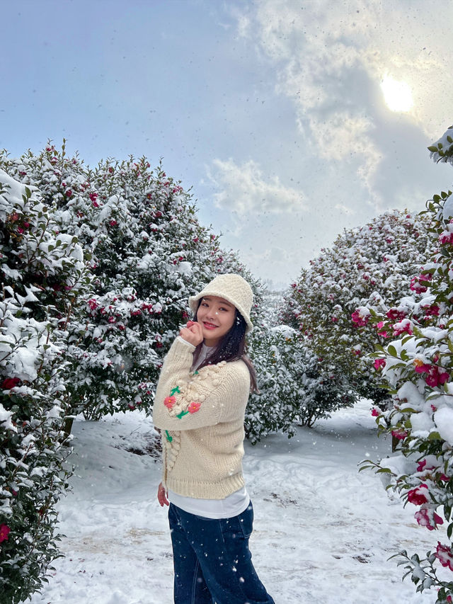 제주 동백꽃 명소!🌺