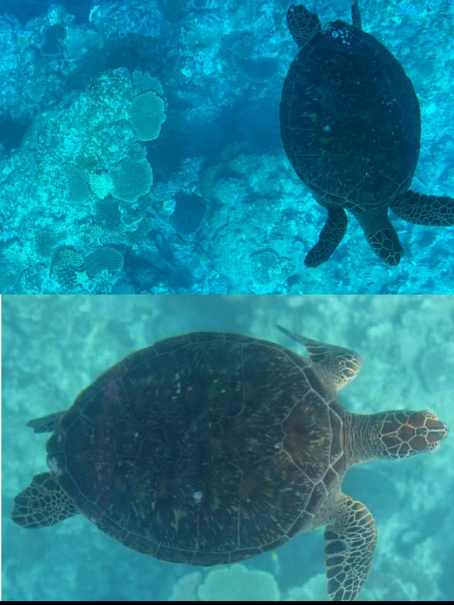 石垣島で絶対行きたい！ウミガメにも会える！絶景　川平湾！