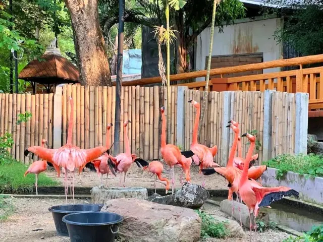 清邁夜間動物園
