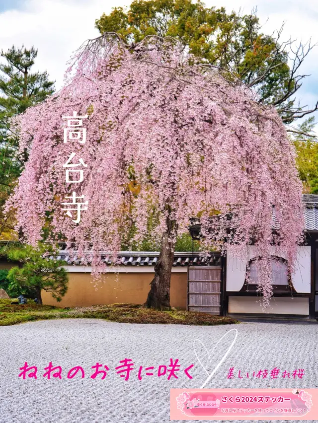 必見の雅な枝垂れ桜🌸ねねのお寺を満喫しよう🥰🌸