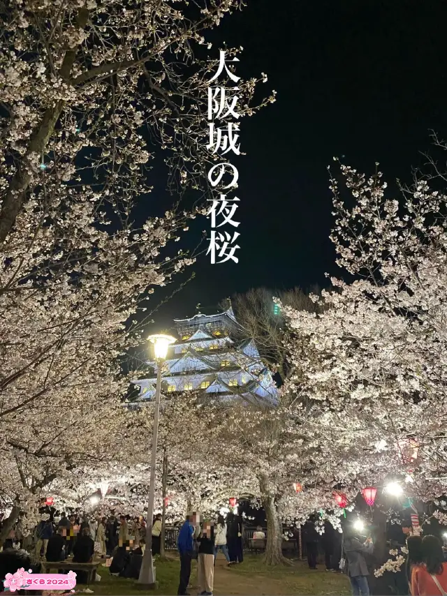 【2024年桜】観桜ナイター