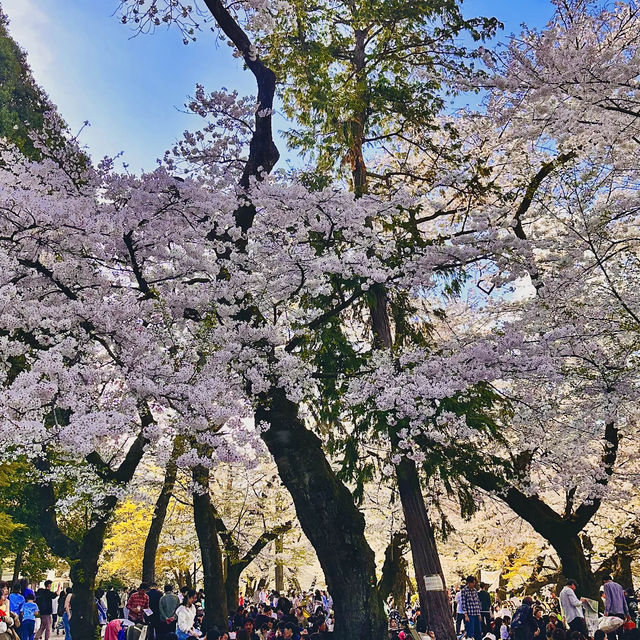 【都立井の頭恩賜公園の桜🌸】