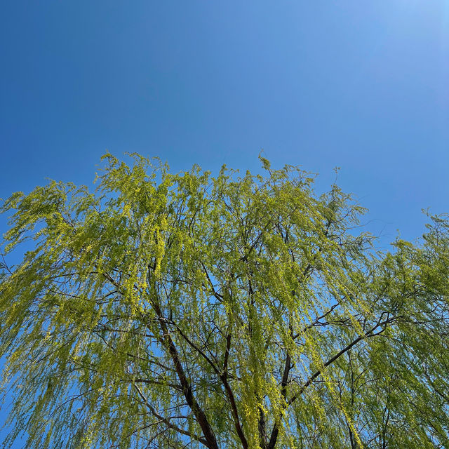 🌳 안양천 가족공원, 피크닉 명소🧺