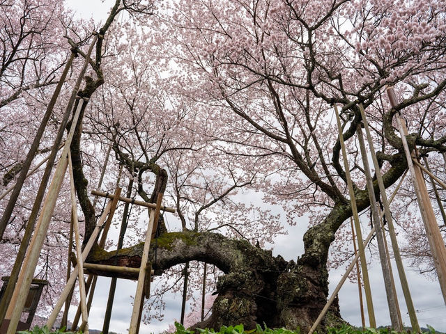 山高神代櫻🌸：日本古老巨樹，春季踏青必去