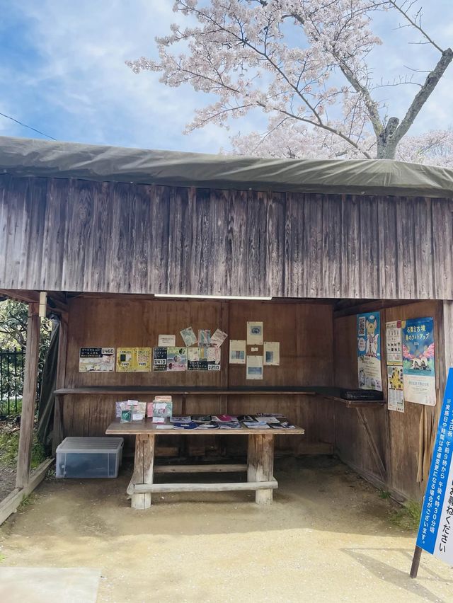 【奈良県】満開の桜と石舞台古墳を堪能！