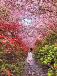 철쭉과 서부해당화의 환상콜라보🌸