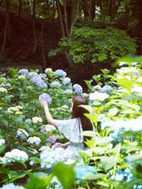 【山口】紫陽花寺の別名を持つお寺