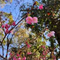 京都最美的賞櫻聖地🌸—平野神社⛩️