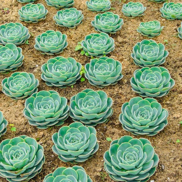 A sea of cactus blossoms 🇹🇼🌵