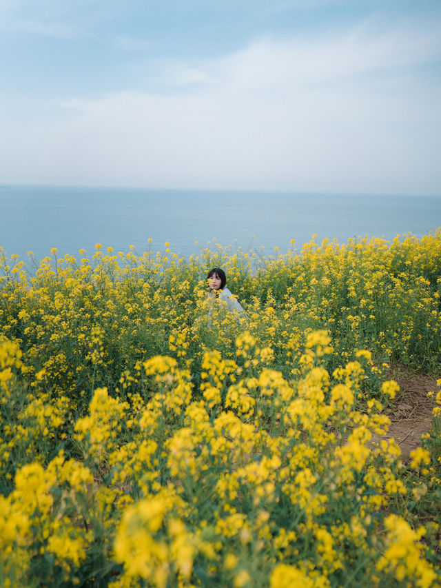 🇰🇷濟州島|必去景點「咸德海水浴場」果凍海配上油菜花！夢幻組合！