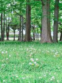 GWプランがないあなたにも楽しめる都内公園