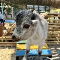 หล่อเลี้ยงฟาร์ม คาเฟ่ - Lhor Liang Farm!🐷