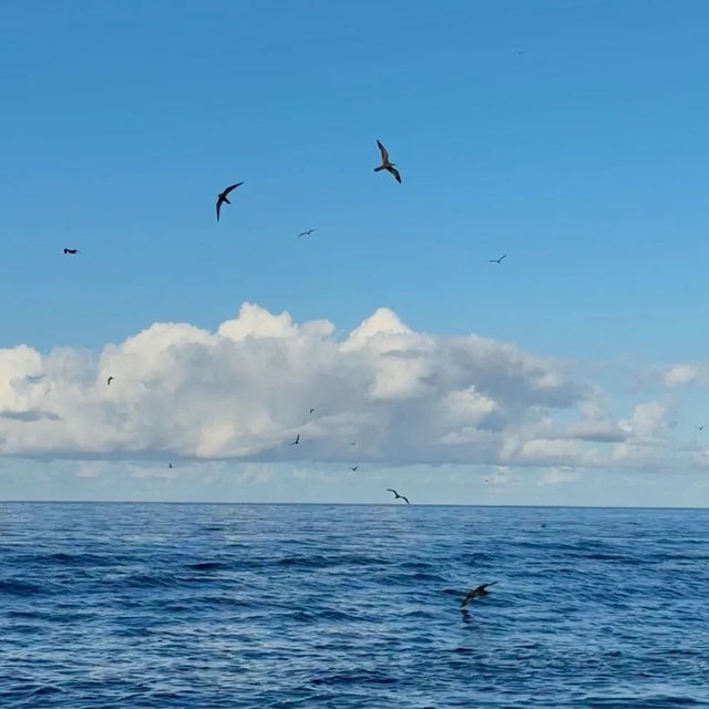 【泰國】豬島：原始自然、純淨沙灘，獨一無二的與大自然親密接觸的渡假體驗