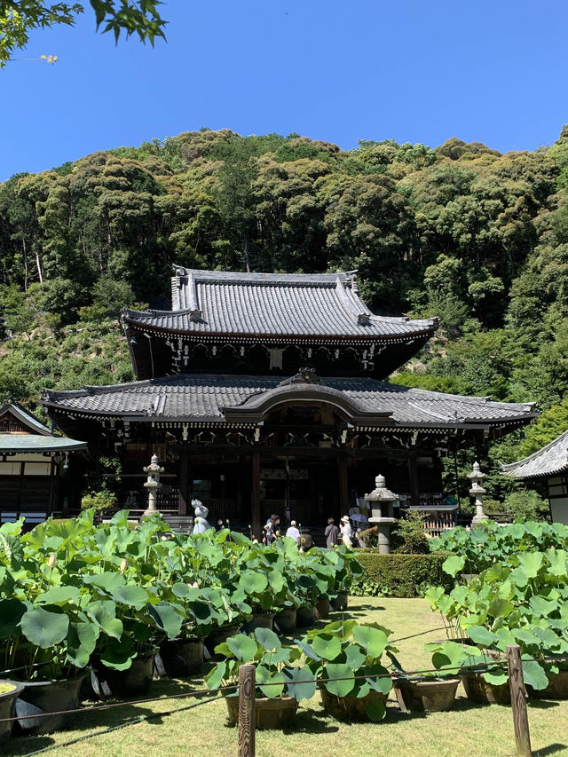 京都　360度あじさいビューのお寺