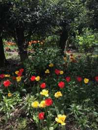 봄제주는 유채와 갯무꽃 천국🌼’비밀의숲’