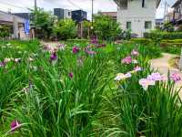 เทศกาลชมดอกไม้เมืองชิริว(花じょうぶまつり)💐🪻