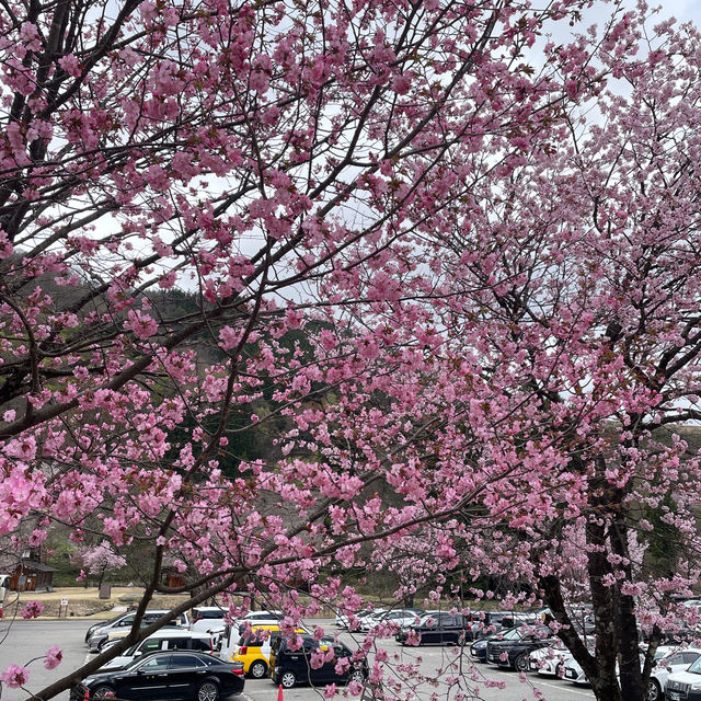 Shirakawa-go 🌸หมู่บ้านแห่งความสุข 🏡