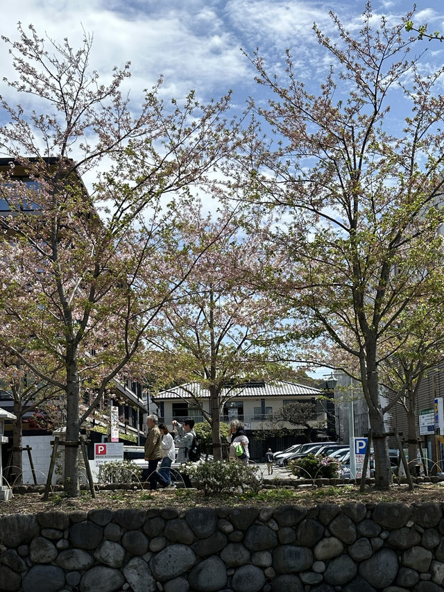 벚꽃과 자연과 함께 🌸 가마쿠라의 봄을 느낄 수 있는 여행지를 추천드려요! 