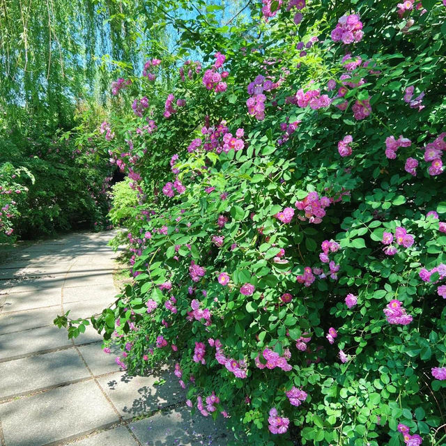 英彥山花園：山巒櫻景，山野莊園之旖旎風光