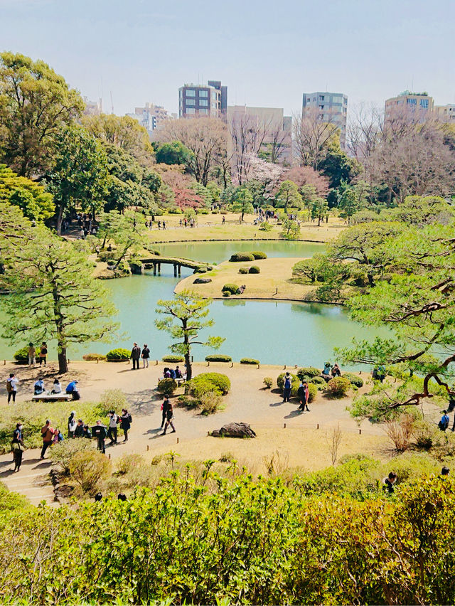 東京で見られるしだれ桜
