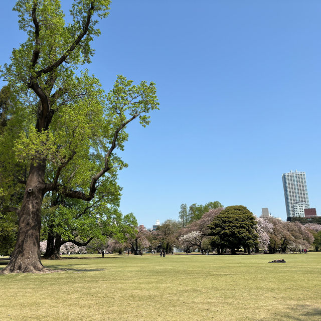 Tokyo with late sakura bloom