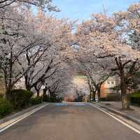 이천 나만 알고싶은 벚꽃 명소🌸