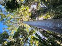 Skyrail Rainforest Cableway