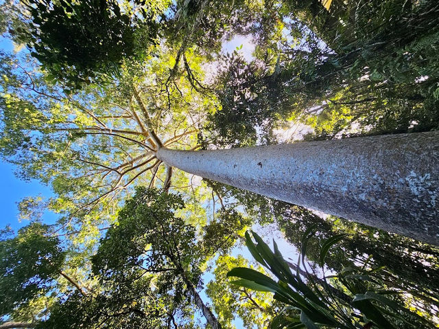 Skyrail Rainforest Cableway