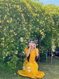 💛창원에서 제일 예쁜 목향장미 포토존💛