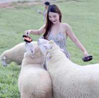 เที่ยวฟาร์มแกะ.. Akha Farmville