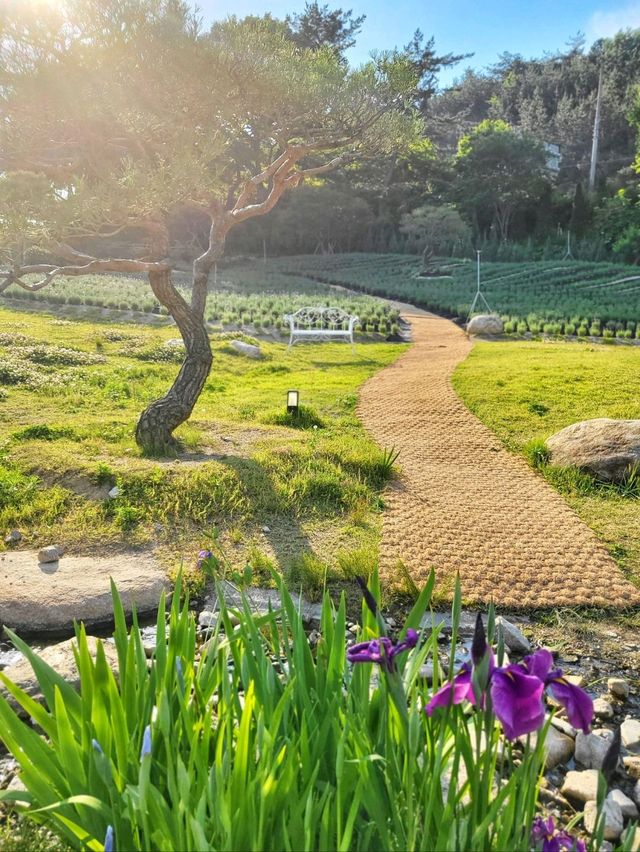현시각 수국도 라벤더도 다 볼수 있는 양산카페💜