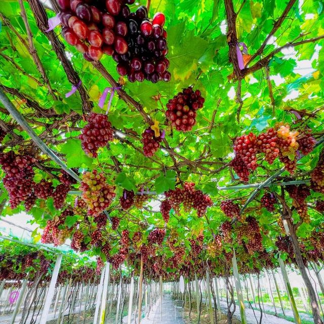 🍇 สวนองุ่นอิ่มสุข @ดอยสะเก็ด เชียงใหม่