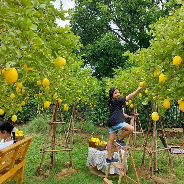 คาเฟ่สไตล์สวนผลไม้ใกล้วัดถ้ำเสื้อ มุมถ่ายรูปเพียบ