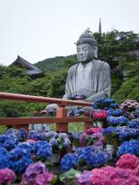 【奈良】期間限定‼️梅雨の時期こそ楽しめる😍紫陽花×大仏映え絶景✨