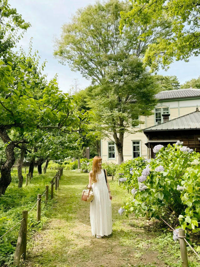 ここほんとに東京？！一万株のアジサイが咲き誇る府中郷土の森博物館