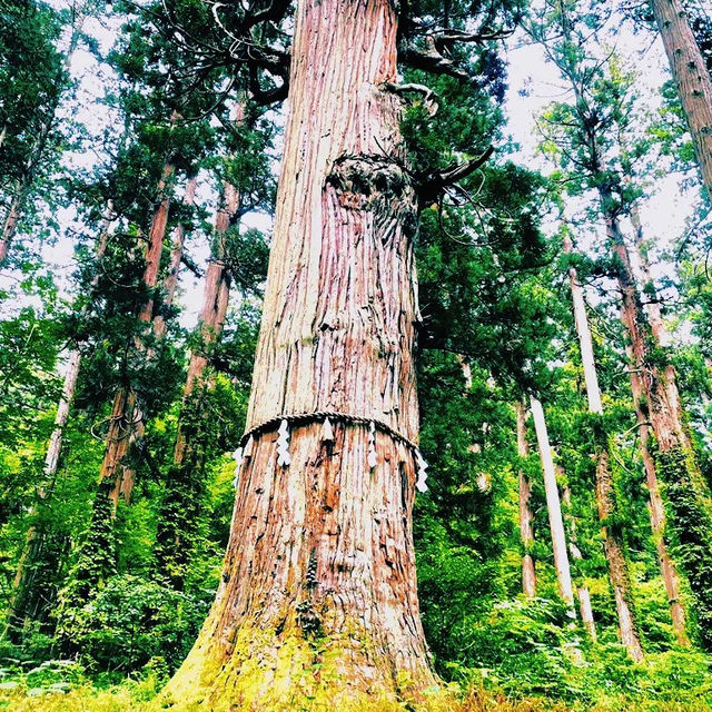 【出羽三山】羽黒山を巡りよみがえりを祈るリトリートの旅へ⛰
