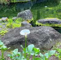 【鎌倉】長谷寺のあじさい！人気の紫陽花路を散策