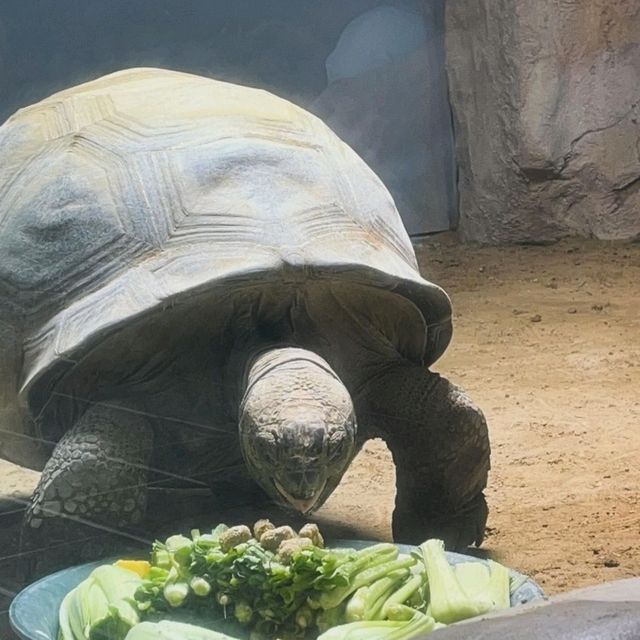 北海道第一座動物園，有北極熊館和日本最大象舍