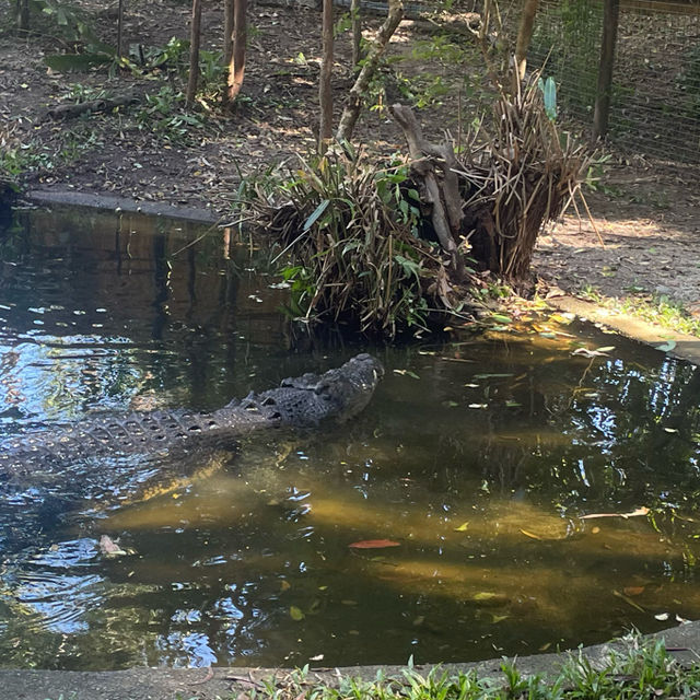 【Cairns🇦🇺②】動物好き必見動物園「ハートリーズ動物園」