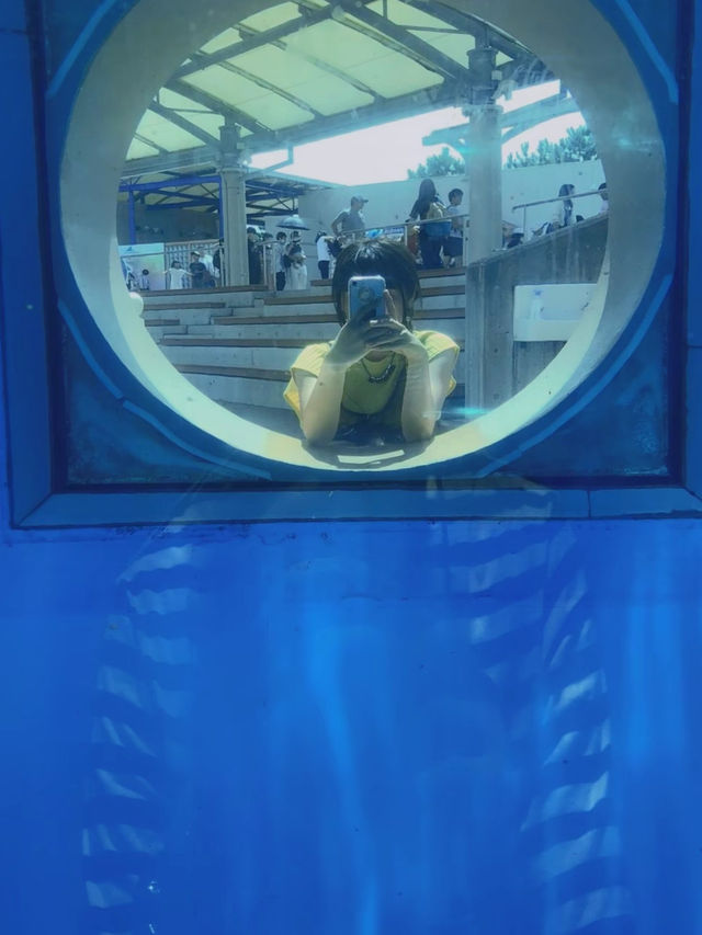 暑い夏は水族館で涼みませんか？まる1日楽しめる八景島シーパラダイス🐠🦭🫧【神奈川県】