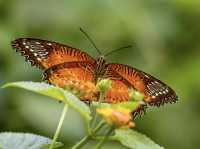 Butterflies! Nature photographer’s dream