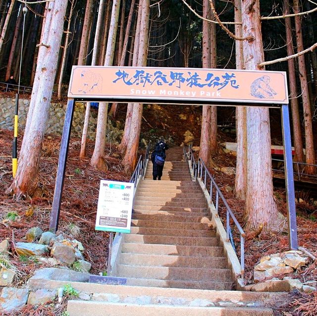 長野景點｜冬季到長野看野生獼猴泡溫泉—長野地獄谷野猿公苑