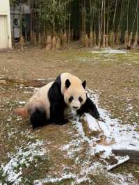 귀여운 판다들이 가득한 에버랜드 판다월드 🐼🐼