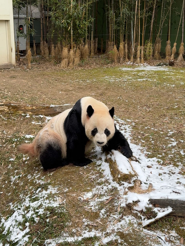 귀여운 판다들이 가득한 에버랜드 판다월드 🐼🐼