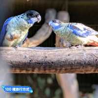 澳洲雪梨-野生動物園與無尾熊合照：Featherdale野生動物園