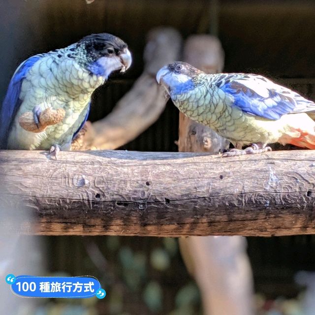 澳洲雪梨-野生動物園與無尾熊合照：Featherdale野生動物園