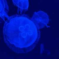沖繩美麗海水族館必影打卡位
