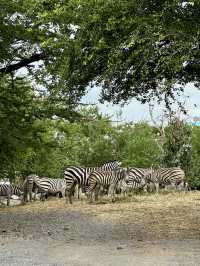สวนสัตว์เปิด…🦏 เพลิดเพลินทั้งคนและสัตว์ 🦓
