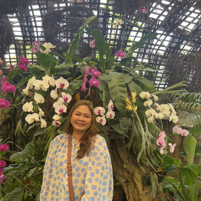 🌺สวนรุกขชาติแม่ฟ้าหลวง...สวนกุหลาบพันปี🌺